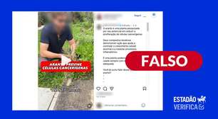 Chá de aranto não tem comprovação científica para prevenir câncer