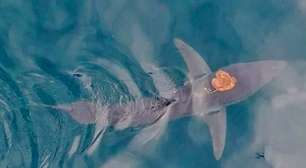 Polvo viraliza ao 'pegar carona' em tubarão