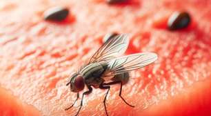 Ameaça das moscas: 1 segundo de pouso é suficiente para contaminação