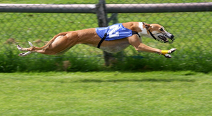 Segredos do Greyhound: velocidade, agilidade e elegância em um só cão