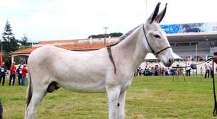 Qual a culpa da China no risco de extinção dos jumentos? Descubra essa ligação