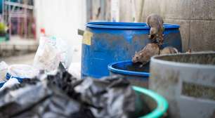 Senhores das sombras: por que o mundo é dominado por ratos