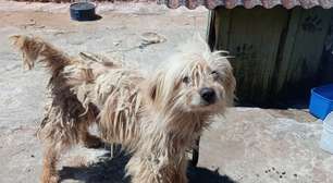Brigada Militar prende tutora por maus-tratos a cão no RS