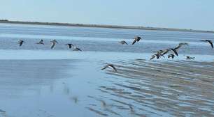 Lagoa do Peixe: o santuário de aves e vida aquática do Rio Grande do Sul
