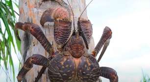 Caranguejo gigante é visto em ilha da Índia após 15 séculos de sumiço
