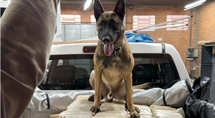 Cão farejador ajuda PF a localizar bunker com 613 kg de cocaína em Santa Catarina