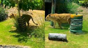 Leoa que matou jovem retorna ao recinto após período de isolamento em zoológico na Paraíba