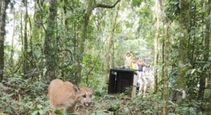 Resende: Parque da Pedra Selada realiza soltura de onça-parda