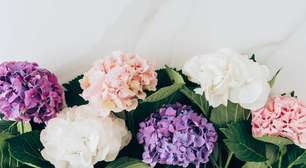 Cuidado com as hortênsias: flores lindas que podem fazer mal se consumidas