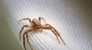Aranha-marrom: perigo pode estar dentro de casa