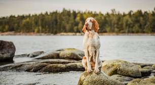 7 raças de cachorro italianas e suas principais características