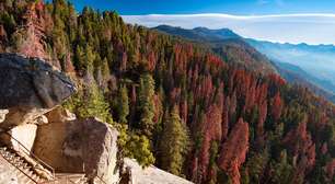 Salgueiro-anã x Hyperion: distância entre a menor e a maior árvore do planeta