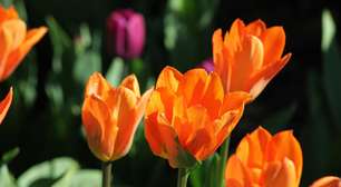 Bitcoin pode se tornar uma "tulipa digital" e ir para zero, diz Bloomberg