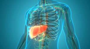 O papel do fígado na digestão e o impacto da gordura: tudo o que você precisa saber