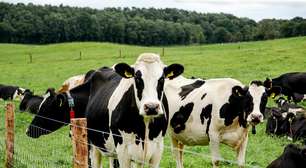 Uma solução fantástica para engordar gado por um custo baixo terminou em uma epidemia: a doença da vaca louca