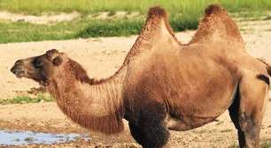 Símbolos dos desertos: curiosidades sobre os camelos que impressionam