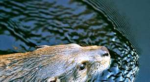 Argentina celebra ressurgimento de ariranha após 40 anos