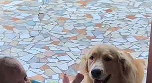Golden retriever vira babá e encanta ao cuidar de bebê sem a mãe presente