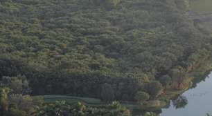 Ilha habitada por 25 mil garças ganha museu de observação