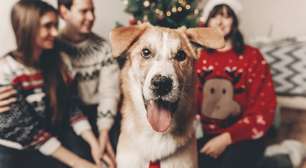 8 dicas para preparar o pet para receber visitas no Natal