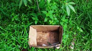 Poucas pessoas sabem, mas usar papelão no jardim é um verdadeiro tesouro para a plantação