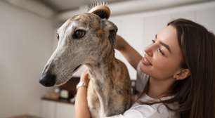 Seu cão está enxergando menos? Podem ser sintomas de catarata