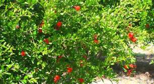 Esta é a árvore frutífera ideal para o seu jardim: quase sem raízes, não racha o solo e oferece boa sombra