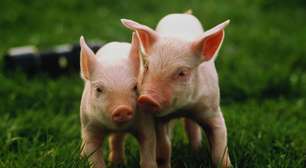 Mais difícil que coração: por que o fígado de porco com 10 edições genéticas é a nova esperança da medicina