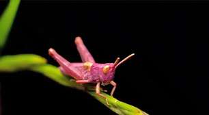 Descubra por que os raros gafanhotos cor de rosa vivem pouco