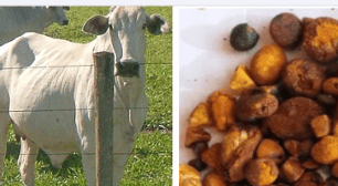 Pedras na vesícula dos bois valem milhões de reais; entenda o motivo