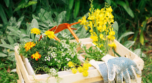 Sete plantas que você pode plantar agora mesmo no seu jardim para manter os mosquitos afastados