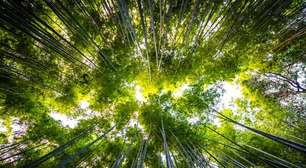 AIE já enxergava explosão das energias renováveis em 2010