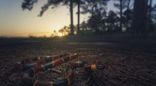 Tem um motivo científico: se um dia você se deparar com esses tipos de cobra, vire o rosto imediatamente