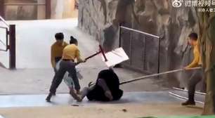 Urso ataca treinador durante apresentação em zoológico na China