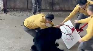 Urso ataca treinador durante apresentação em zoológico na China