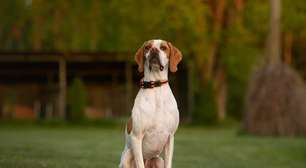 4 características do cachorro da raça pointer inglês