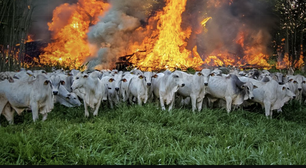 Podcast 'Vozes do Sul', episódio 3: Gestão inteligente do fogo e inovações na pecuária minimizam aquecimento global
