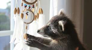 Pela primeira vez em milhares de anos, estamos assistindo a uma espécie silvestre ser domesticada: os guaxinins