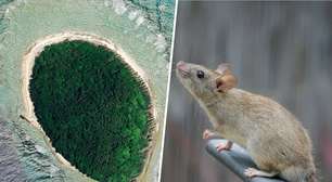 Por décadas, os ratos devastaram estas ilhas do Pacífico; agora, estamos descobrindo o que acontece quando eles vão embora