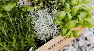 Onde você nunca deve plantar alecrim se quiser que ele cresça saudável e forte