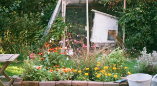 Estas são as melhores plantas para repelir moscas. Elas detestam o cheiro delas