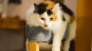 Pesquisadores testam versão do Ozempic para tratar obesidade em gatos