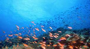 O que significa sonhar com peixe?