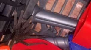 Aranha em caixa de brinquedos ataca criança: saiba evitar aranhas em casa