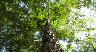 Investir na saúde do planeta aumenta o PIB e reduz pobreza