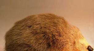 Toupeira-dourada volta a surgir na África do Sul após nove décadas