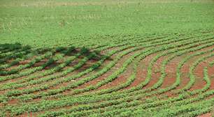 Biodiesel de babaçu polui menos que o de soja