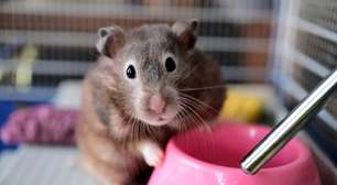 Quantos hamsters você já matou? O erro comum que faz donos enterrarem pets vivos descubra como evitar