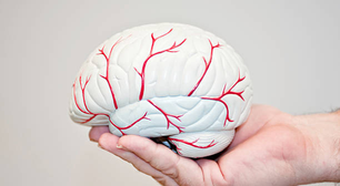 Intestino pode explicar como os vasos sanguíneos do cérebro funcionam em conjunto