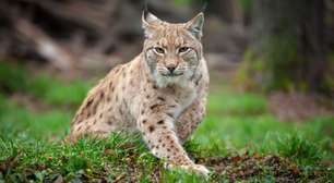 Bichanos parecidos: 10 semelhanças entre gatos domésticos e felinos selvagens